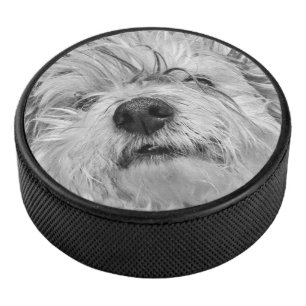 Chien de Coton de Tulear