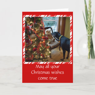 Chien de dobermann, ours de nounours, carte de