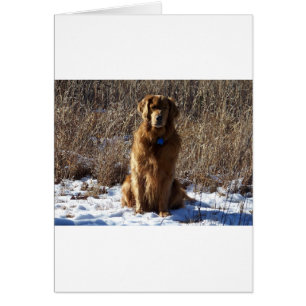 Chien de golden retriever