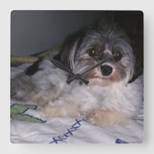 Chien de Havanese, horloge murale carrée