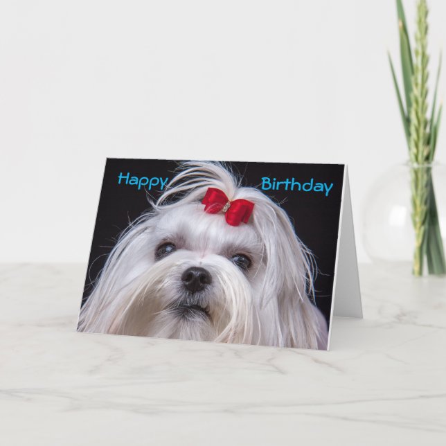 Chien de jouet blanc maltais de carte (Devant)