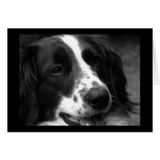 Chien de Merveilleux