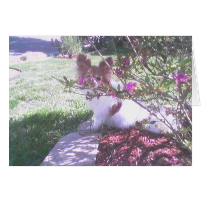 Chien de Papillon (Devant horizontal)