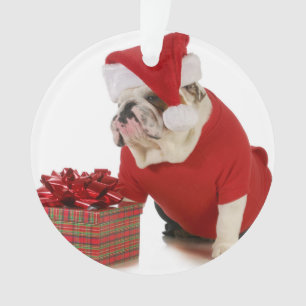 Chien de Père Noël - bouledogue anglais habillé