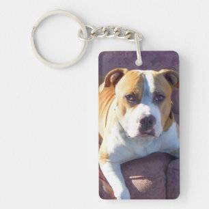 Chien de Pitbull