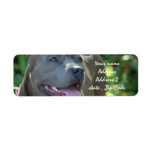Chien de Pitbull