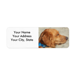 Chien de plage Golden Retriever