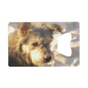 Chien de plage thaïlandais