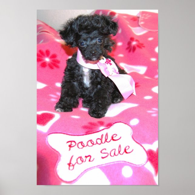 Chien de poche Black Toy Poodle à vendre Poster (Devant)