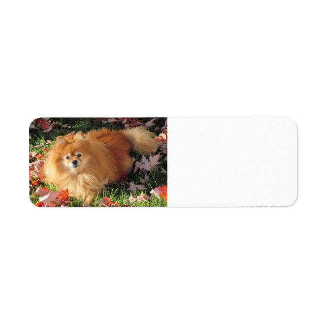 Chien de Poméranie Retour Adresse Label Automne (Devant)