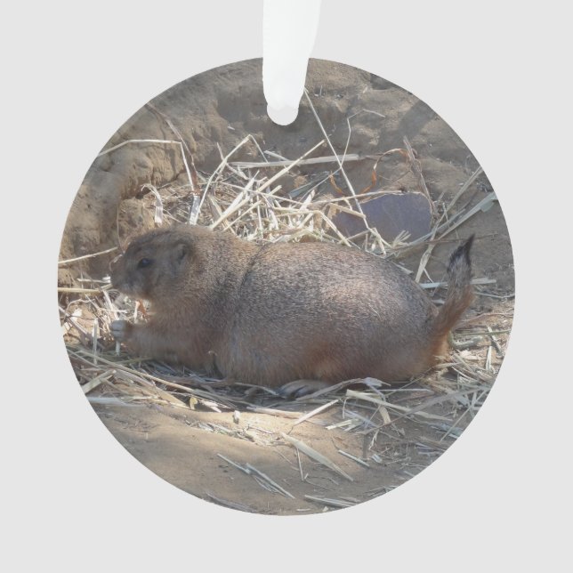 Chien de prairie à queue noire # Ornement (devant)