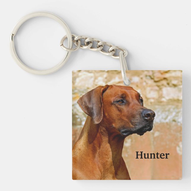 Chien de Rhodesian Ridgeback (Devant)