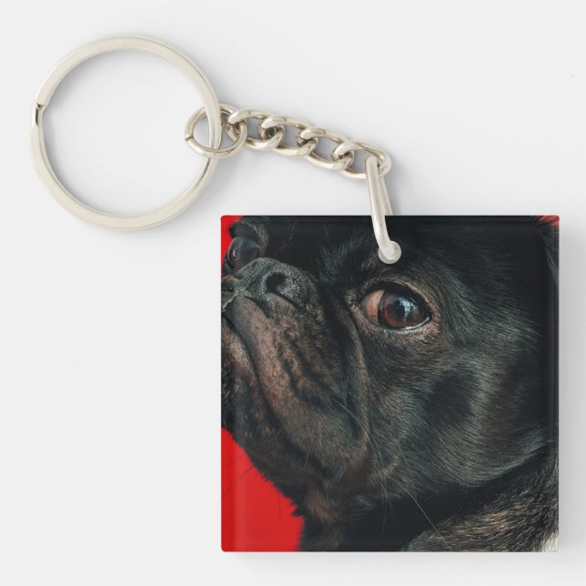 chien de rojo (Devant)