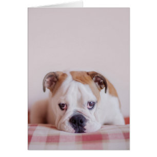 Chien de taureau anglais timide