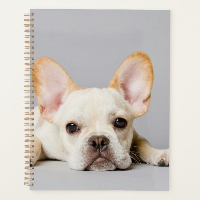 Chien de taureau français allongé (Devant)