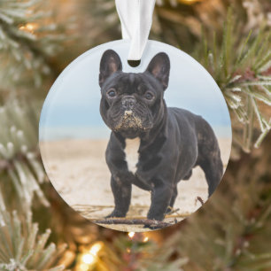 Chien de taureau français jouant dans le sable
