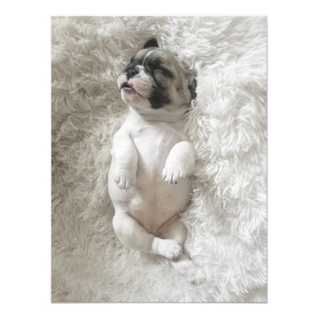 Chien de taureau Sleepy | Grande photo (Devant)