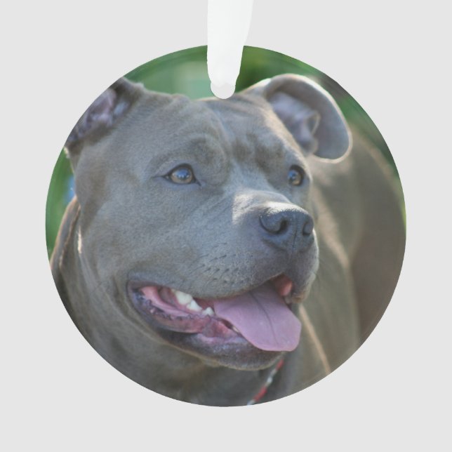Chien de terrier de Pitbull (devant)