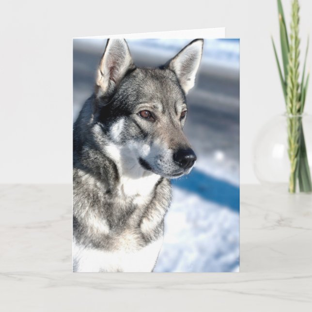 Chien de traîneau dans la carte de voeux de neige (Devant)