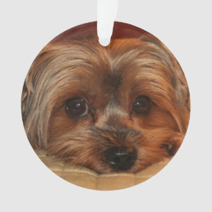 Chien de Yorkshire mignon Terrier Yorkie