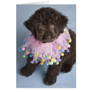 Chien d'eau italien (Lagotto) Chien