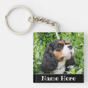 Chien d'Espagne du roi Charles Cavalier