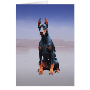 Chien Doberman Assis Sur La Plage