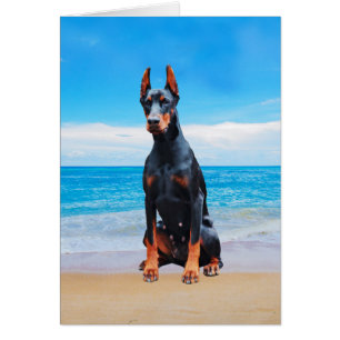 Chien Doberman Assis Sur La Plage