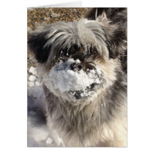 Chien drôle avec de la neige sur le nez