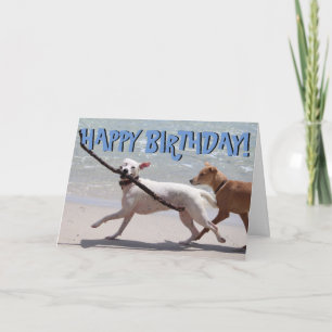 Chien drôle avec la carte d'anniversaire de bâton
