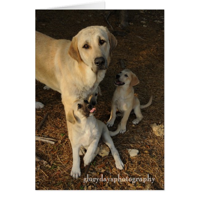 Chien et chips de berger anatolien (Devant)