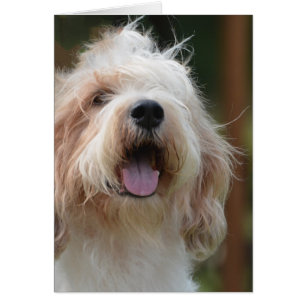 Chien grand de basset