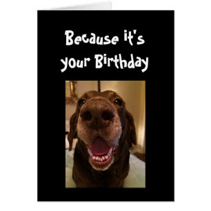 Chien Gros Nez Drôle Anniversaire Amour Chien