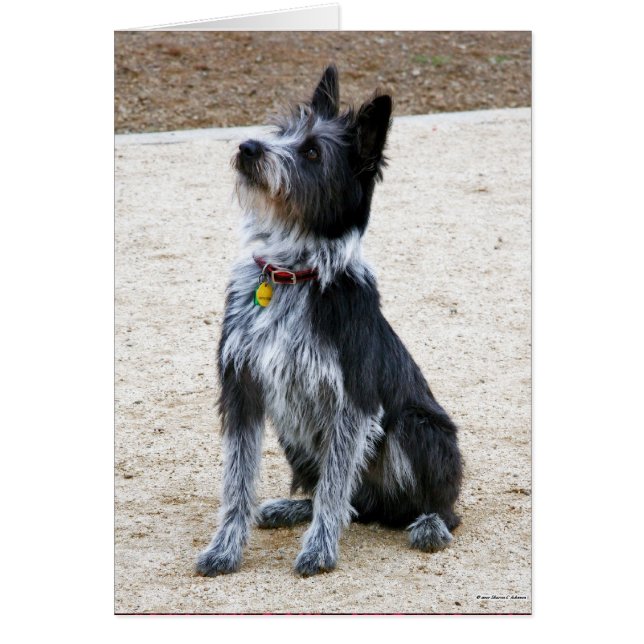 Chien grossier (Devant)