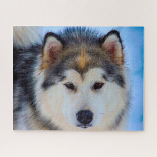 Chien Husky d'Alaska. Puzzle