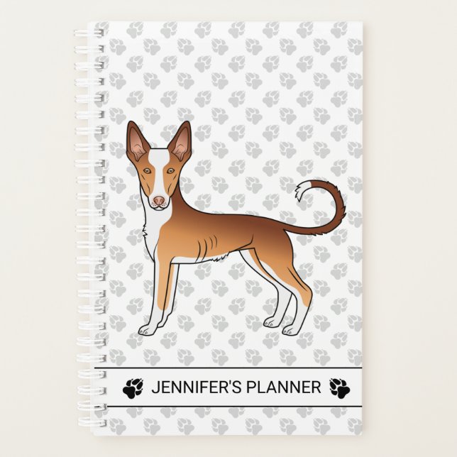 Chien Ibizan Hound à poil lisse rouge et blanc ave (Devant)