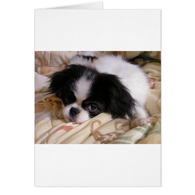 Chien japonais_chin (Devant)