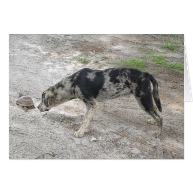 Chien léopard de Catahoula (Devant horizontal)