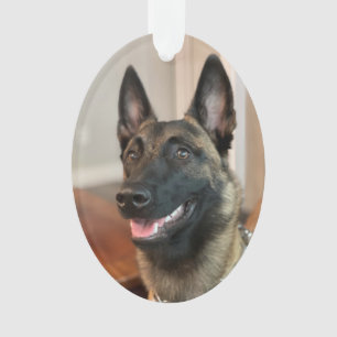 Chien Malinois belge