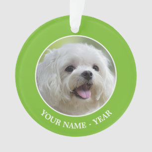Chien maltais blanc
