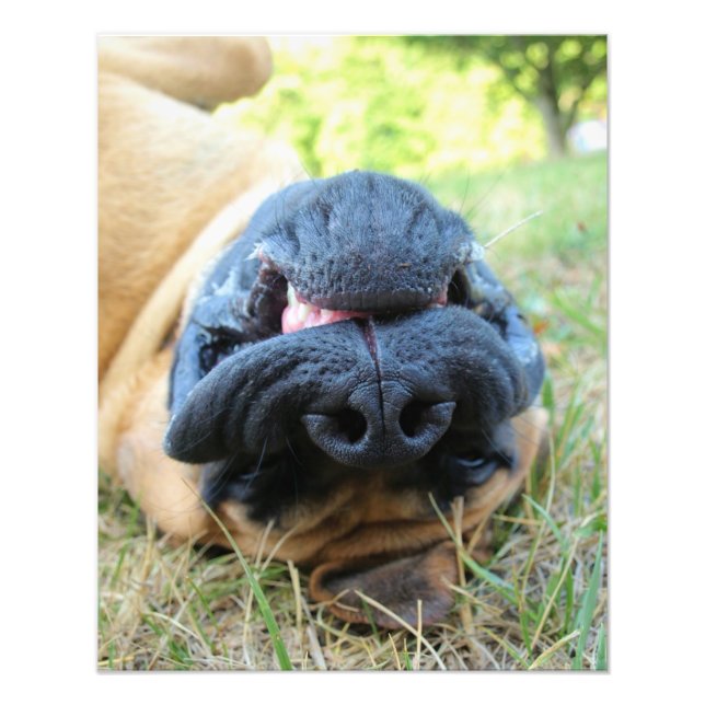 Chien mastiff anglais souriant - photo (Devant)