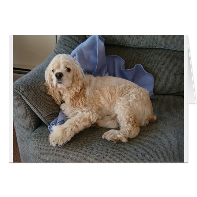 Chien mignon (Devant horizontal)