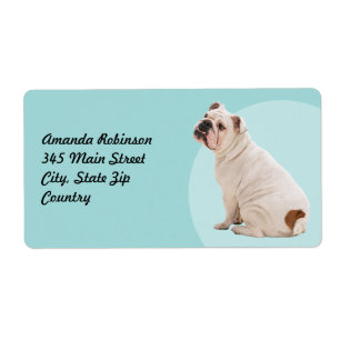Chien mignon blanc taureau
