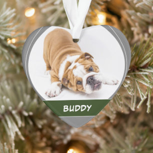 Chien mignon Chien chiot Chien mignon Photo modern