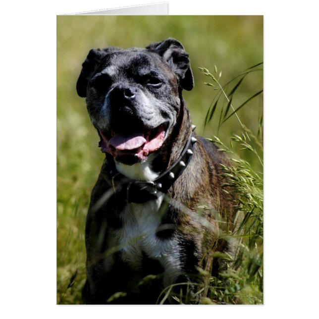 Chien mignon dans l'herbe (Devant)