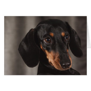 Chien mignon de teckel d'oeil de chiot