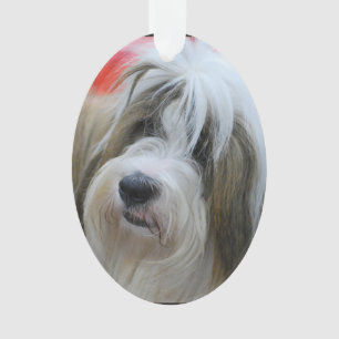 Chien mignon de Terrier tibétain