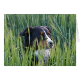 Chien mouton dans l'herbe