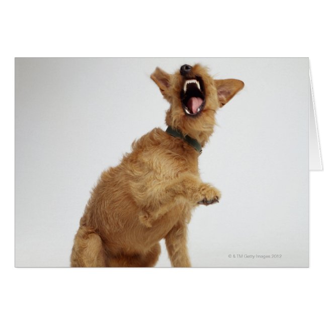 Chien narling (Devant horizontal)