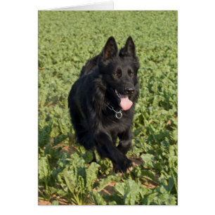 Chien noir
